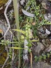 Asplenium flabellifolium