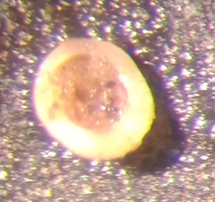 Glabratella ornatissima