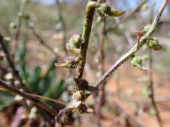Carrichtera annua