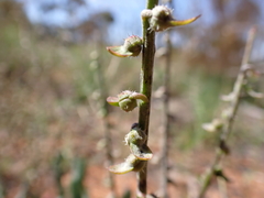 Carrichtera annua