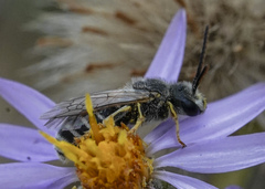 Halictus ligatus
