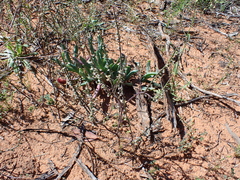 Carrichtera annua