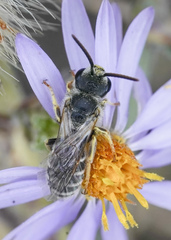 Halictus ligatus