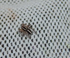 Stenaelurillus termitophagus