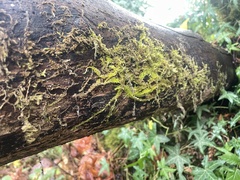 Homalothecium nuttallii