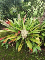 Aechmea mexicana