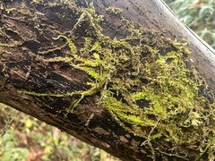 Homalothecium nuttallii