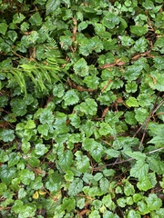 Tolmiea diplomenziesii