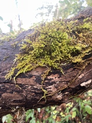 Homalothecium nuttallii