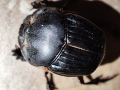 Coprophanaeus