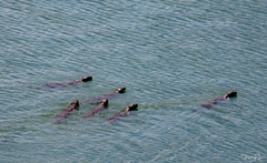 Lutrogale perspicillata