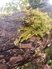 Homalothecium nuttallii