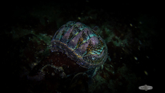 Rhyssoplax polita