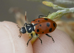 Hippodamia convergens