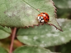 Harmonia axyridis