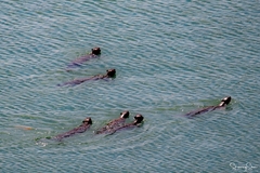 Lutrogale perspicillata