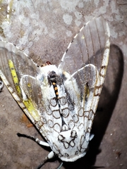 Hypercompe scribonia