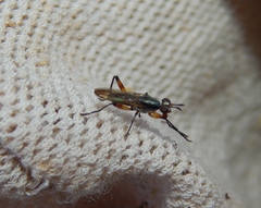 Sciomyzoidea
