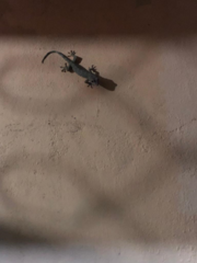 Gekko gecko