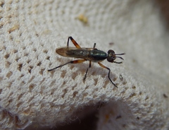 Sciomyzoidea
