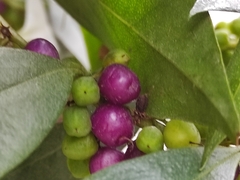 Myoporum laetum