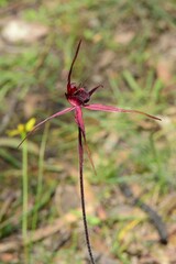 Caladenia formosa