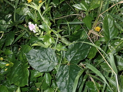 Canavalia cathartica