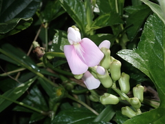 Canavalia cathartica