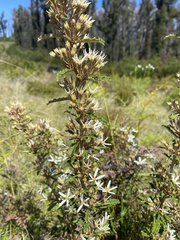 Olearia erubescens