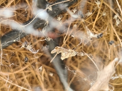 Philoponella congregabilis