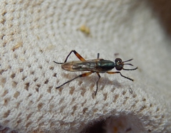 Sciomyzoidea