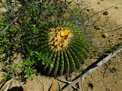 Echinocactus platyacanthus