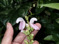 Canavalia cathartica