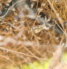 Philoponella congregabilis