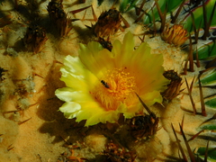 Echinocactus platyacanthus