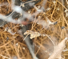 Philoponella congregabilis