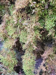 Claopodium rostratum