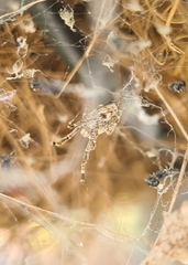 Philoponella congregabilis