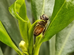 Apis mellifera