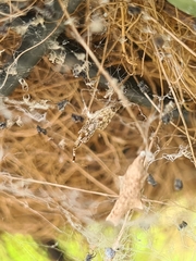 Philoponella congregabilis