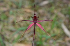 Caladenia formosa