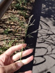 Eragrostis tenuifolia
