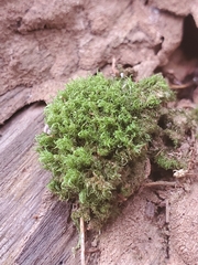 Tortella