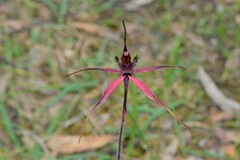 Caladenia formosa