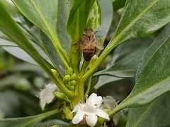 Apis mellifera