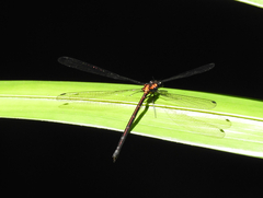 Austroargiolestes chrysoides