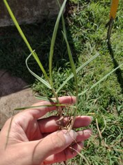 Cenchrus clandestinus