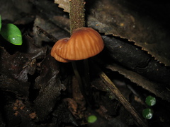 Marasmius berteroi