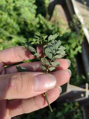 Phyllanthus tenellus