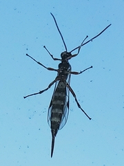 Itoplectis conquisitor